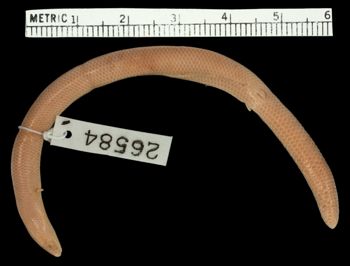 Media type: image;   Herpetology R-26584 Aspect: dorsal
